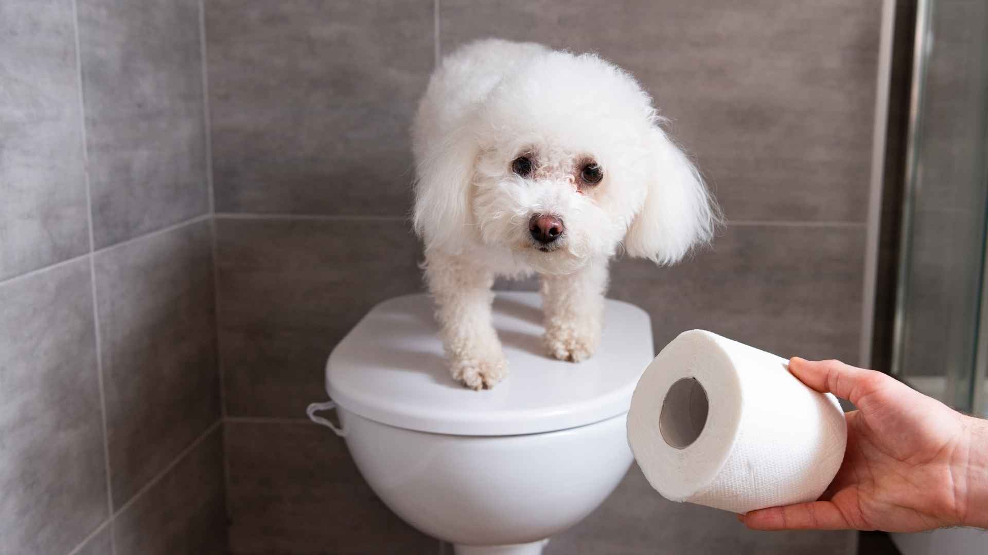 Tipos de heces de perro